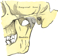 Articulación Temporomandibular (ATM)