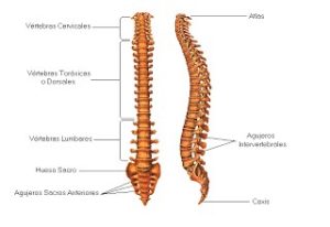 Hernia discal