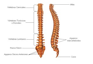 Hernias discales, qué son y cómo se tratan